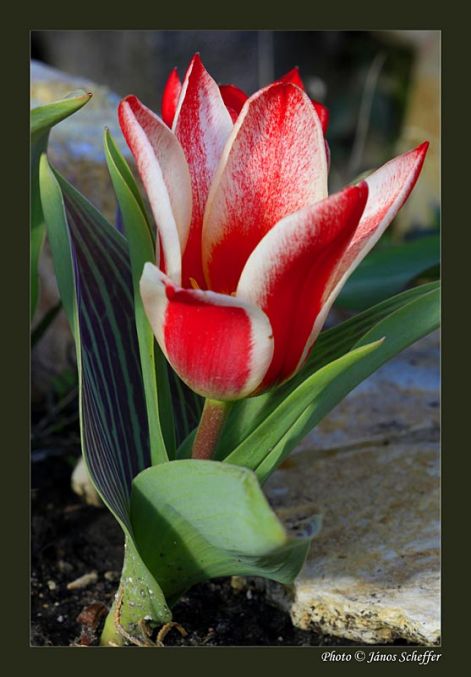 2009_tulipan02_800.jpg