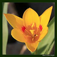 2009_tulipan08_200.jpg